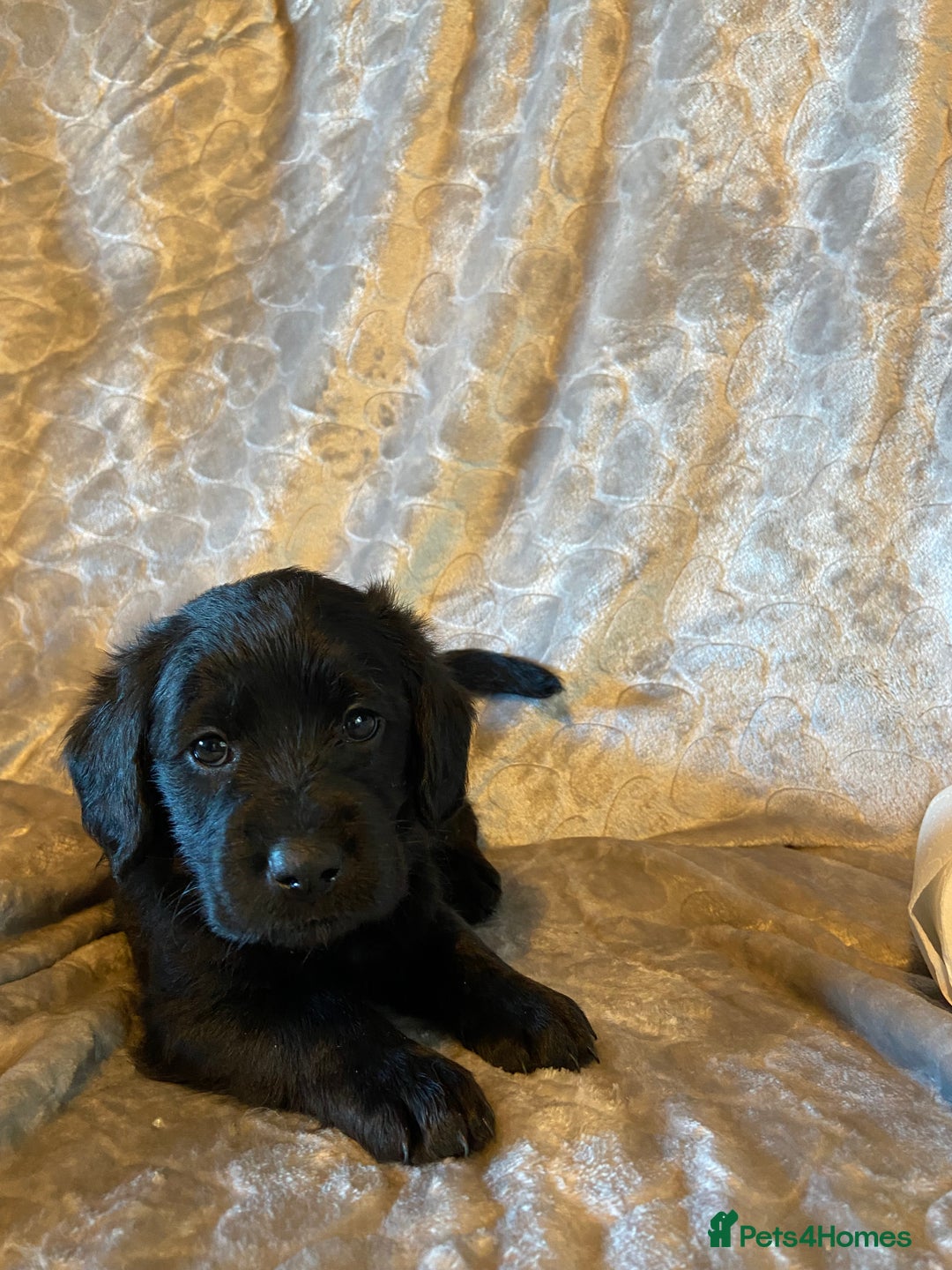 Labradoodle dogs for sale: Rare mini labradoodles variety of colours! - Image 11