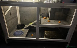 Guinea Pig rodents for sale: Two male guinea pigs  - Image 3