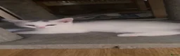 Mixed Breed cats for sale: 4 Beautiful Part Pedigree Kitten *Ready Now* - Advert 6