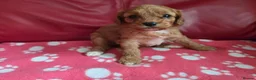 Cavapoo dogs for sale: F1 cavapoos  - Advert 10