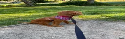 Cavalier King Charles Spaniel dogs for sale: 6 month old cavalier King Charles  in Dover - Advert 3