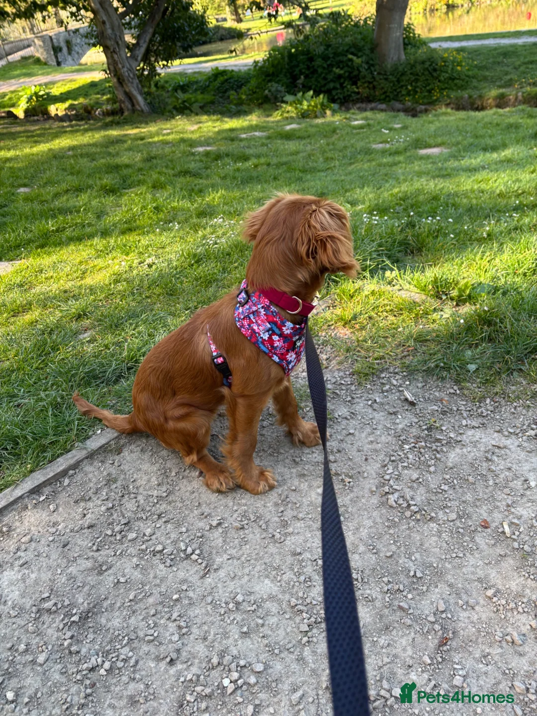 Cavalier King Charles Spaniel dogs for sale: 6 month old cavalier King Charles  in Dover - Advert 3