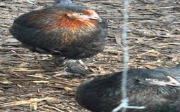 Chickens poultry for sale: Pol hybrid dark, blue and olive egg layers  - Image 4