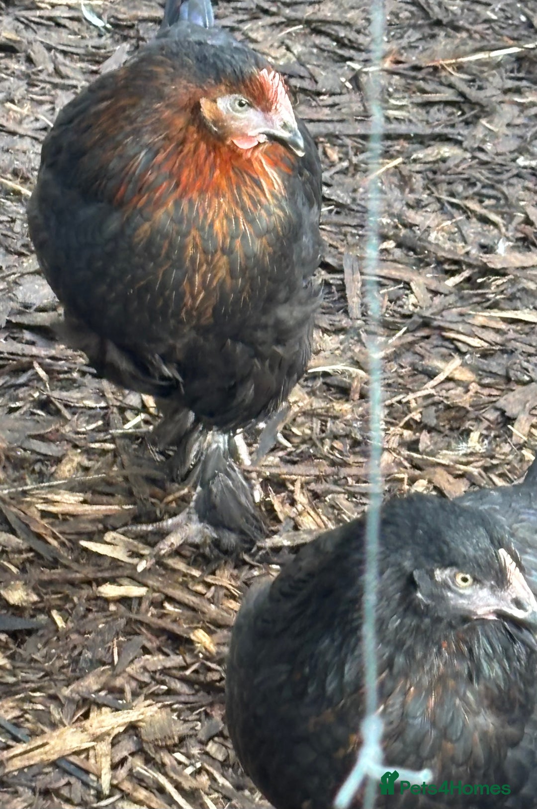 Chickens poultry for sale: Pol hybrid dark, blue and olive egg layers  - Image 4