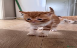 Persian cats for sale:  6 Persian kittens  - Image 15