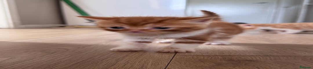 Dark ginger boy 