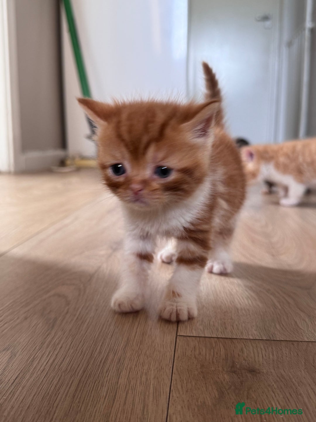 Persian cats for sale:  6 Persian kittens  - Image 15