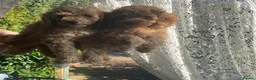 Cockapoo dogs for sale: 🐶Ready 23rd July🐶 Toy and min cockapoo F1bb. - Advert 7