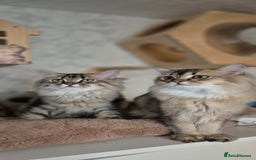 Scottish Fold cats for sale: 1 boy and 1 girl left Amazing Scottish Straights  in Ивсхам - Image 4