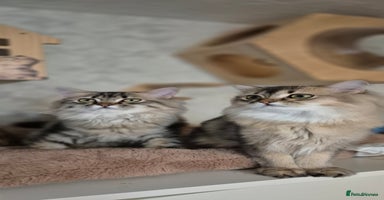 Scottish Fold cats in Ивсхам - Advert 3
