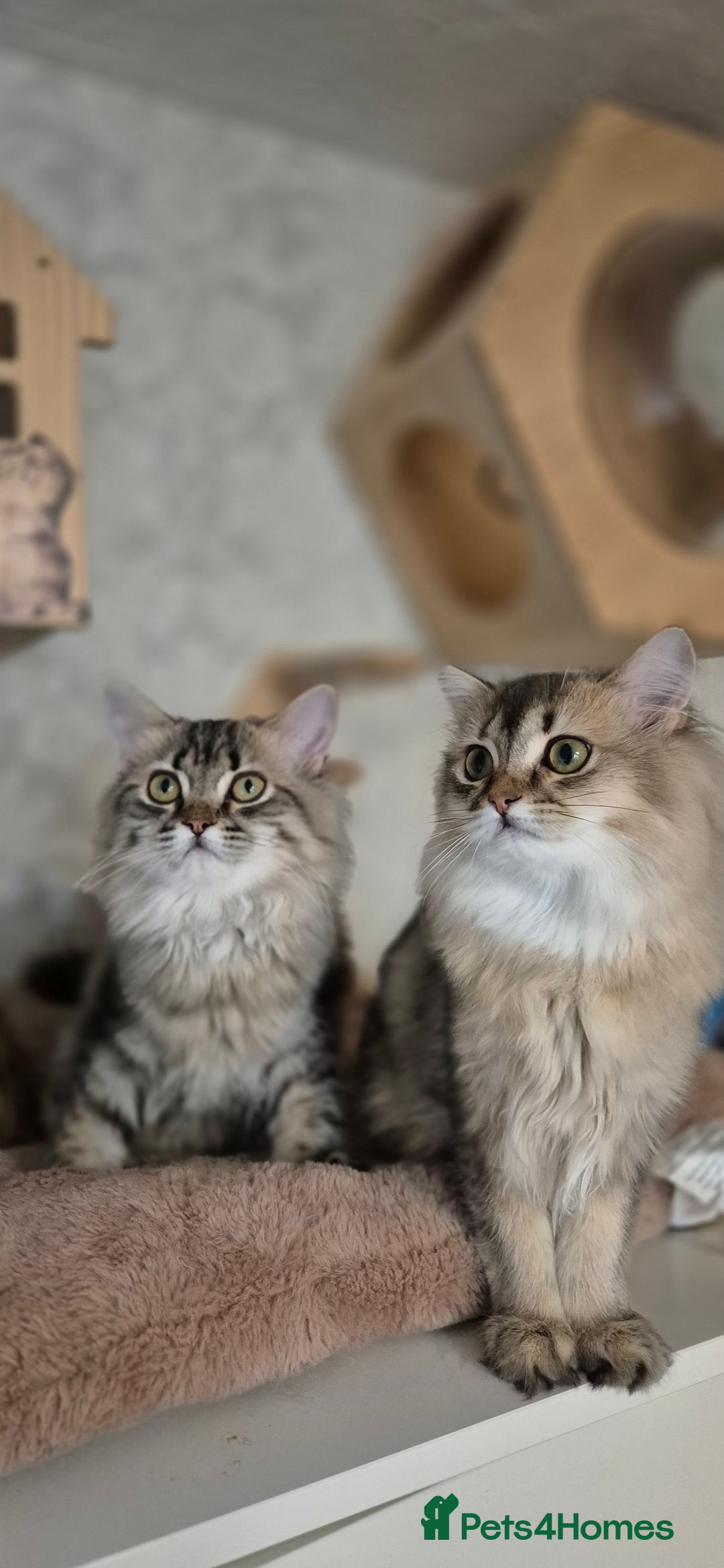 Scottish Fold cats for sale: 1 boy and 1 girl left Amazing Scottish Straights  in Ивсхам - Image 4