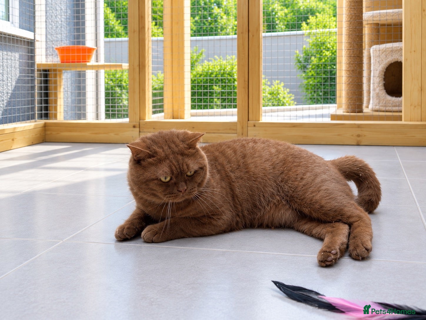 British Shorthair cats Beautiful cinnamon stud - Advert 1