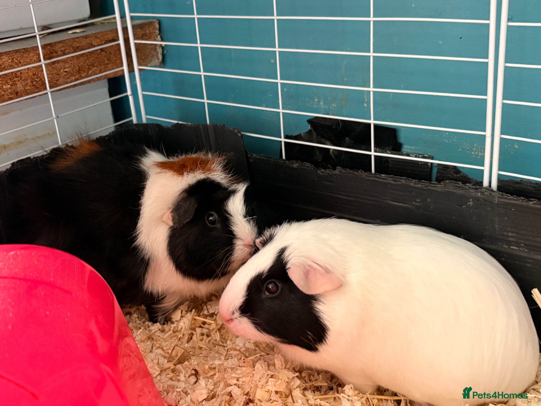 Guinea Pig rodents 2 friendly girl guineas with c&c cage - Advert 2