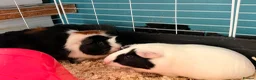Guinea Pig rodents for sale: 2 friendly girl guineas with c&c cage - Advert 1