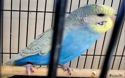 Budgerigars birds for sale: Budgies available for new homes - Image 2