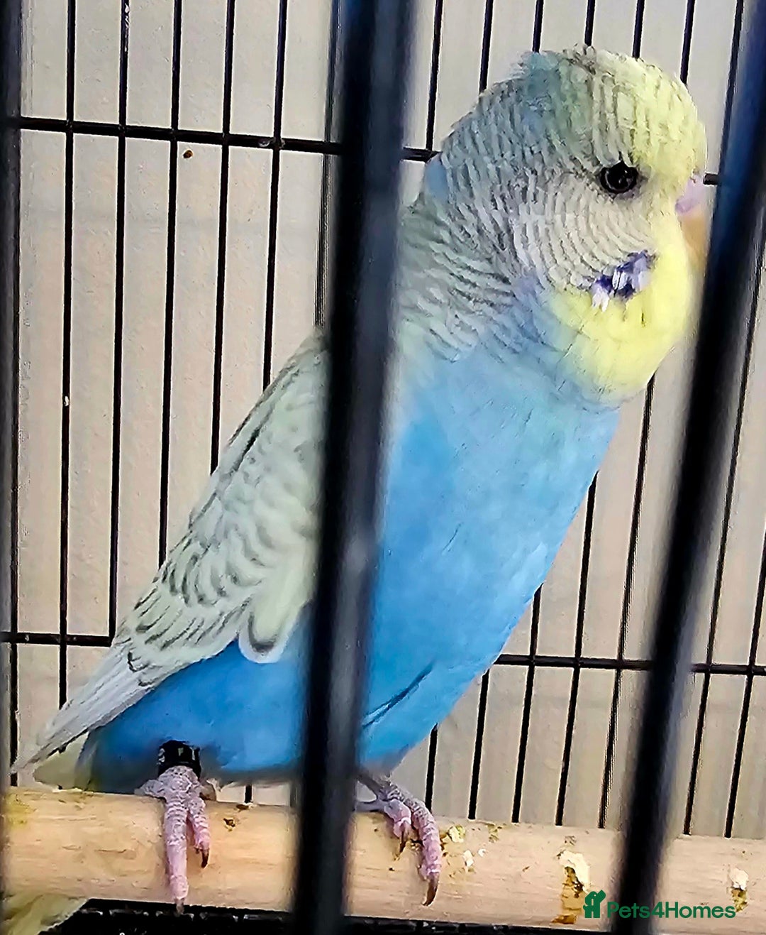Budgerigars birds for sale: Budgies available for new homes - Image 2