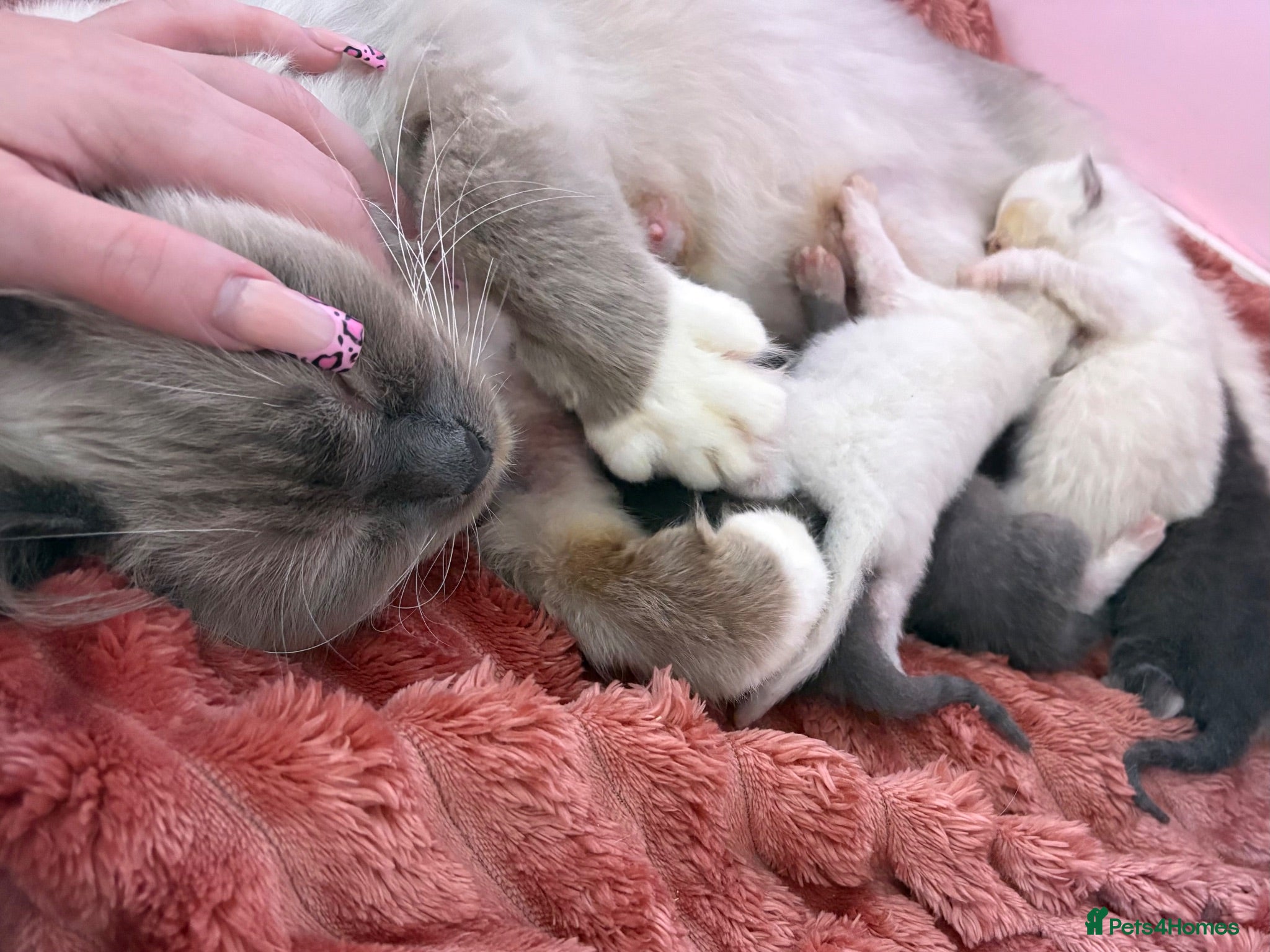 Ragdoll cats Ragdoll x BSH Ready 12th August - Advert 1