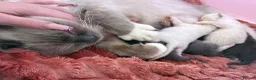 Ragdoll cats for sale: Ragdoll x BSH Ready 12th August in North Shields - Advert 1