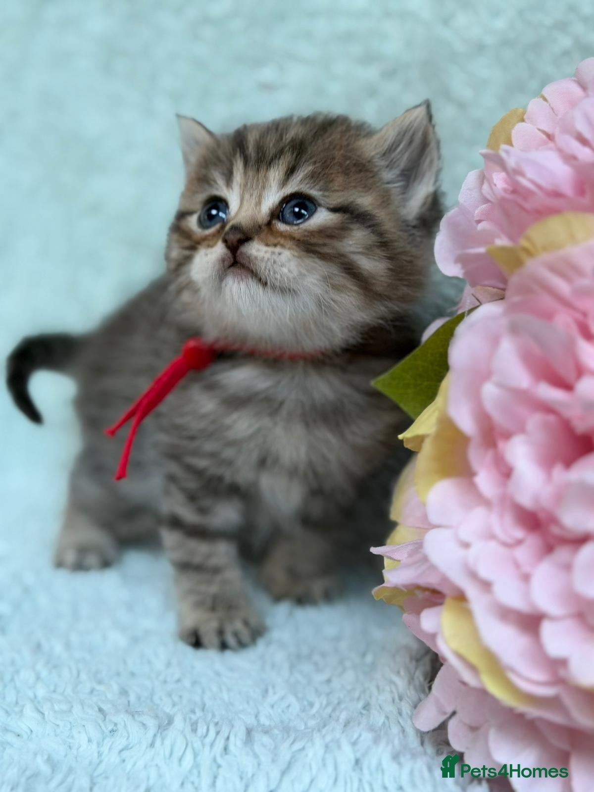 British Longhair cats BLH Adorable unique kittens TICA - Advert 6