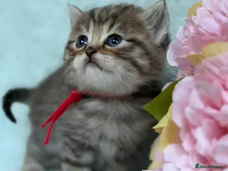 British Longhair cats BLH Adorable unique kittens TICA - Advert 6