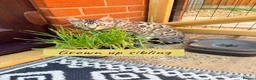 Bengal cats for sale: Stunning silver bengals. TICA reg & health tested - Advert 6