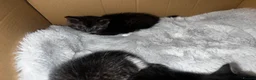 Scottish Fold cats for sale: Scottish fold x British fold kittens  - Advert 18