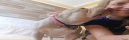 Mixed Breed dogs for adoption: ❤️🐶 COCO – SHE'S THE MOST LOVING GIRL... in Derby - Advert 10