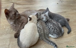 British Shorthair cats for sale: Full BSH kittens ready to leave now, 14 weeks old - Image 33