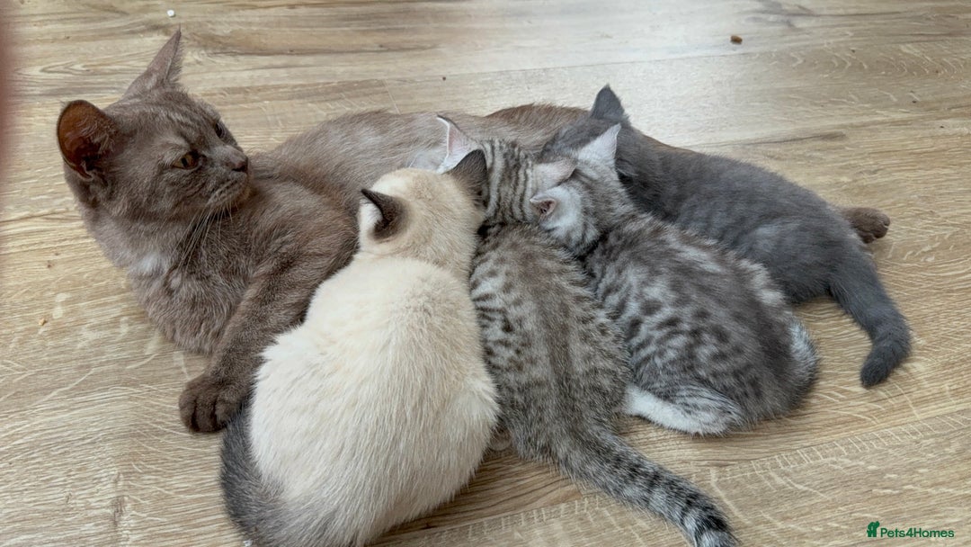 British Shorthair cats for sale: Full BSH kittens ready to leave now, 14 weeks old - Image 33