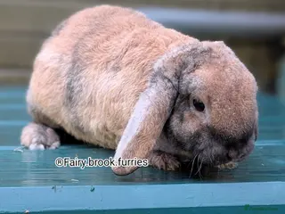 Mini Lop rabbits Pure breed plush mini lops babies - Advert 3