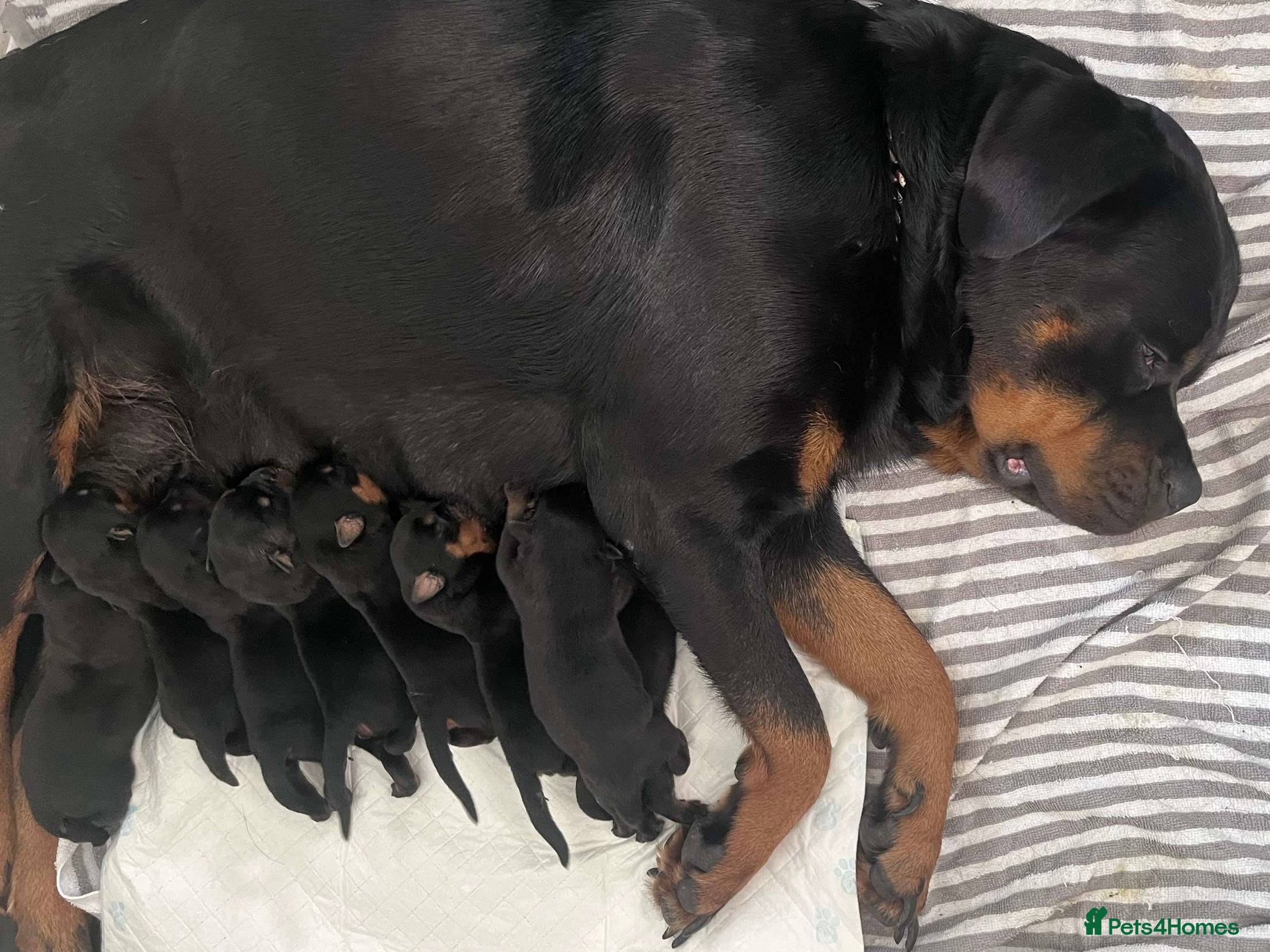 Rottweiler dogs Rottweiler Puppies 🏆 (IMP bloodline) - Advert 2