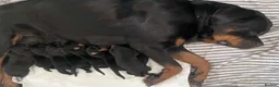 Rottweiler dogs for sale: Rottweiler Puppies 🏆 (IMP bloodline) - Advert 2