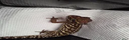 Leopard Gecko reptiles for sale: Various leopard geckos - Advert 3