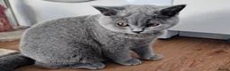 British Shorthair cats for sale: Blue British shorthairs kittens with GCCFpedigree - Advert 3