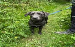 Labrador Retriever dogs for sale: Beautiful Berti  - Image 3