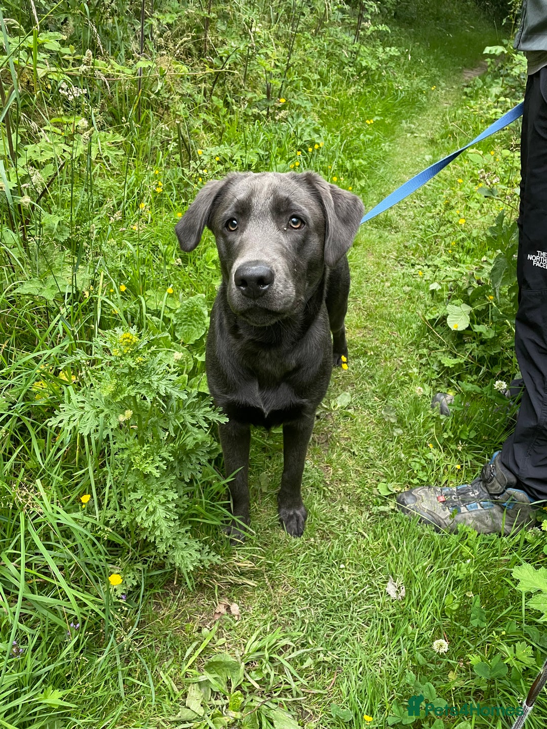 Labrador Retriever dogs for sale: Beautiful Berti  - Image 3