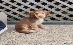 Cocker Spaniel dogs for sale: Gorgeous Chocolate & Sable Show Cocker Pups Ready - Image 36