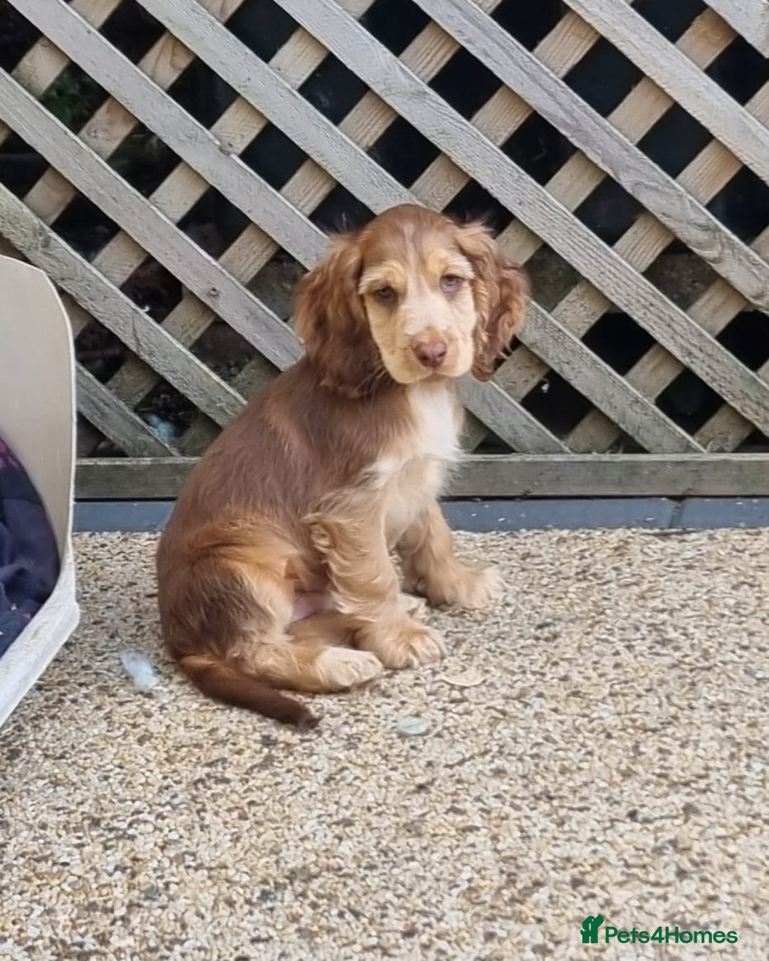 Cocker Spaniel dogs for sale: Gorgeous Chocolate & Sable Show Cocker Pups Ready - Image 36