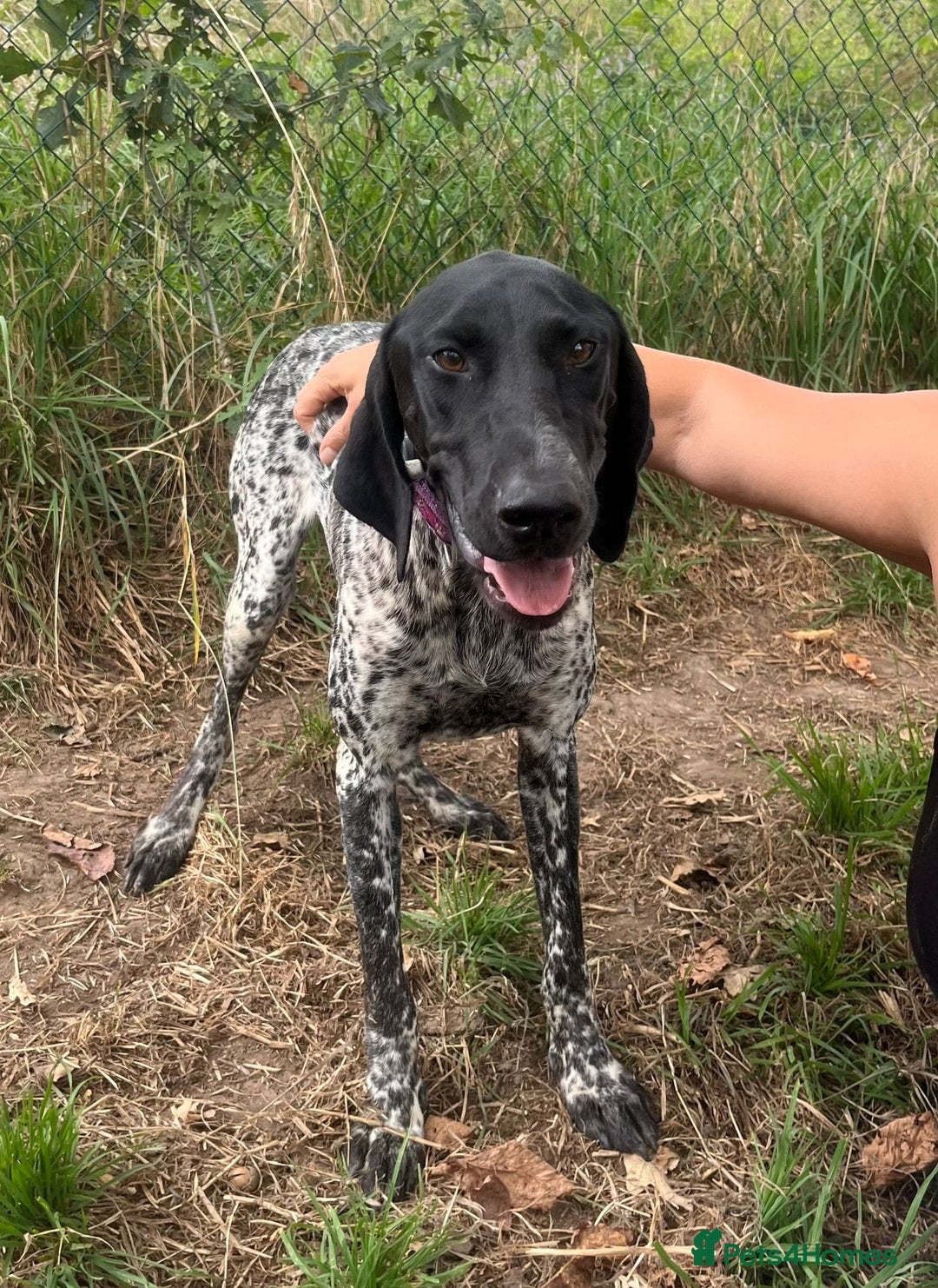 German Shorthaired Pointer dogs for adoption: Dora, a gorgeous young GSP - Image 8