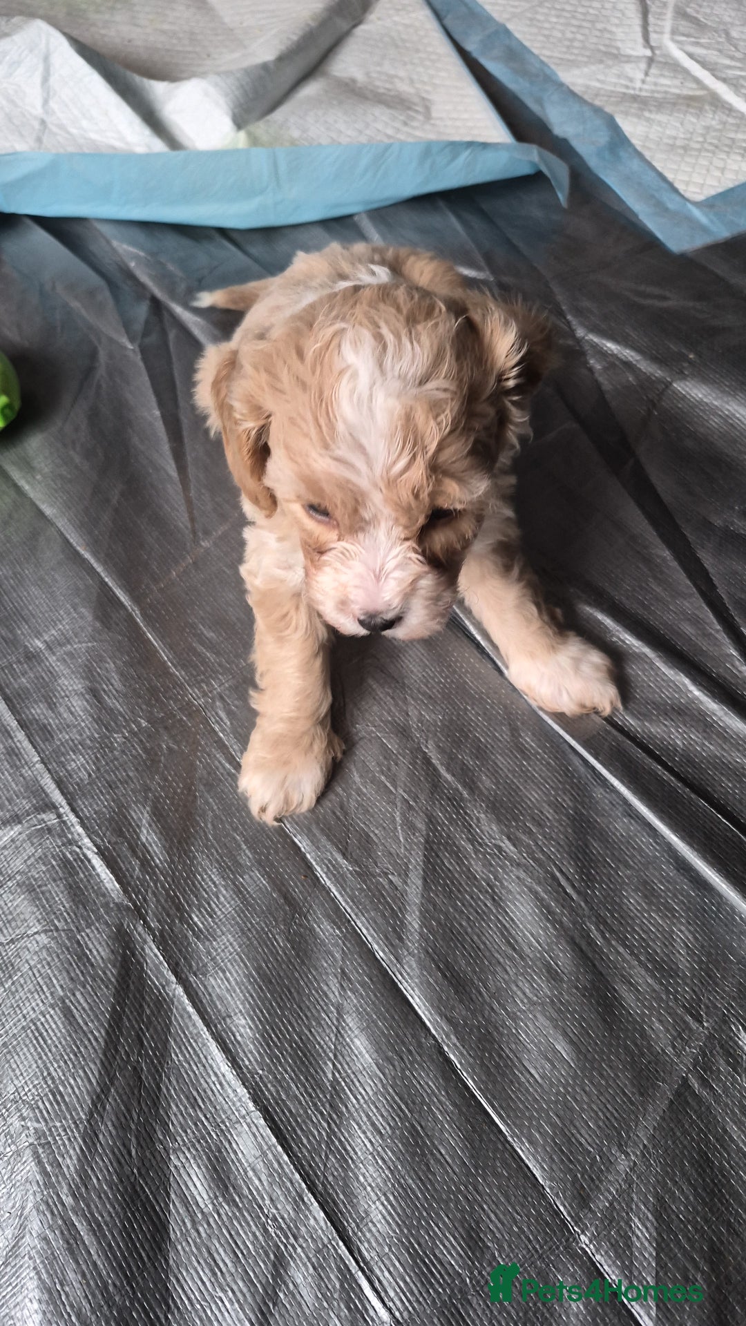 Cavapoo dogs for sale: Beautiful healthy cavapoo puppies - Image 14