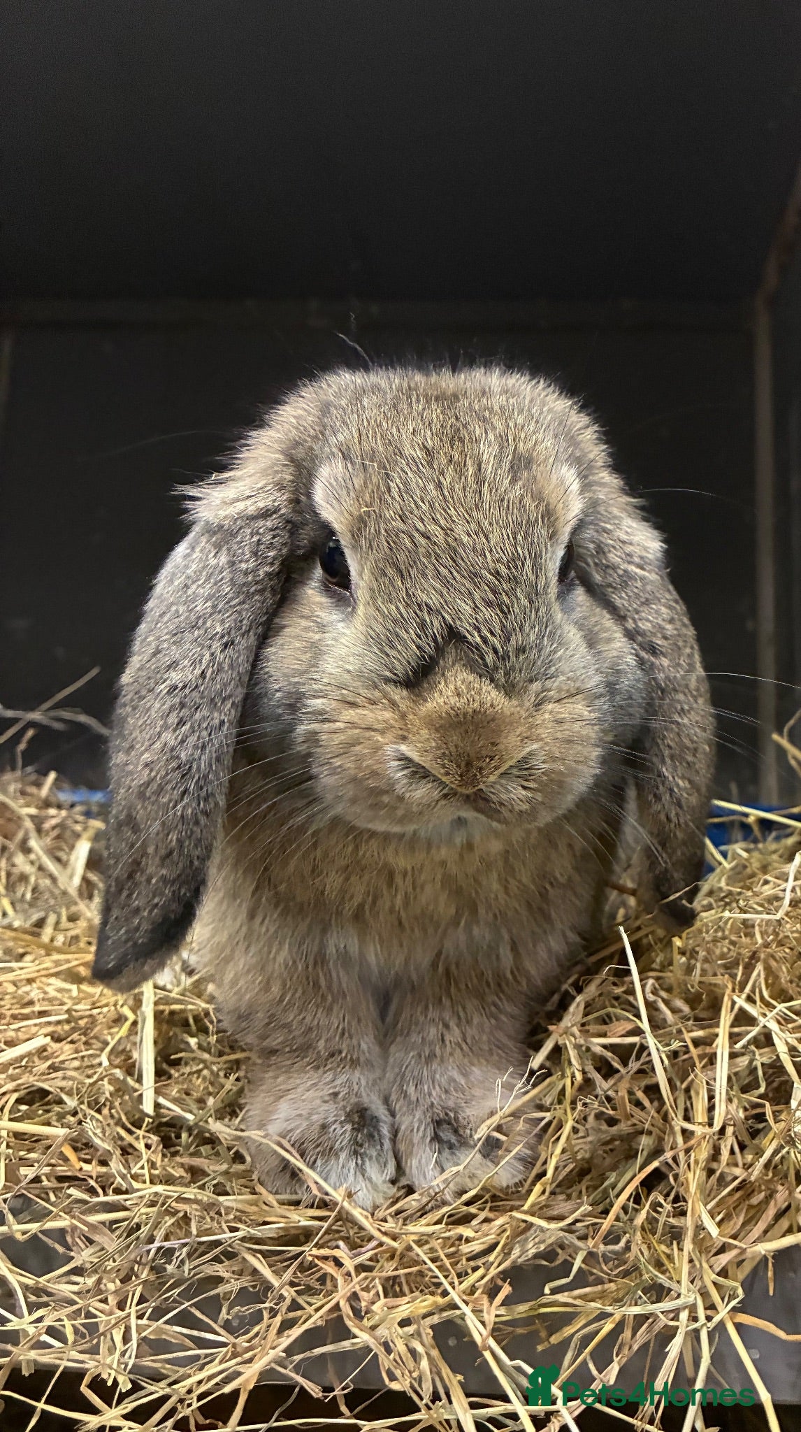 Mini Lop rabbits Mini Lop Bunny - Advert 13