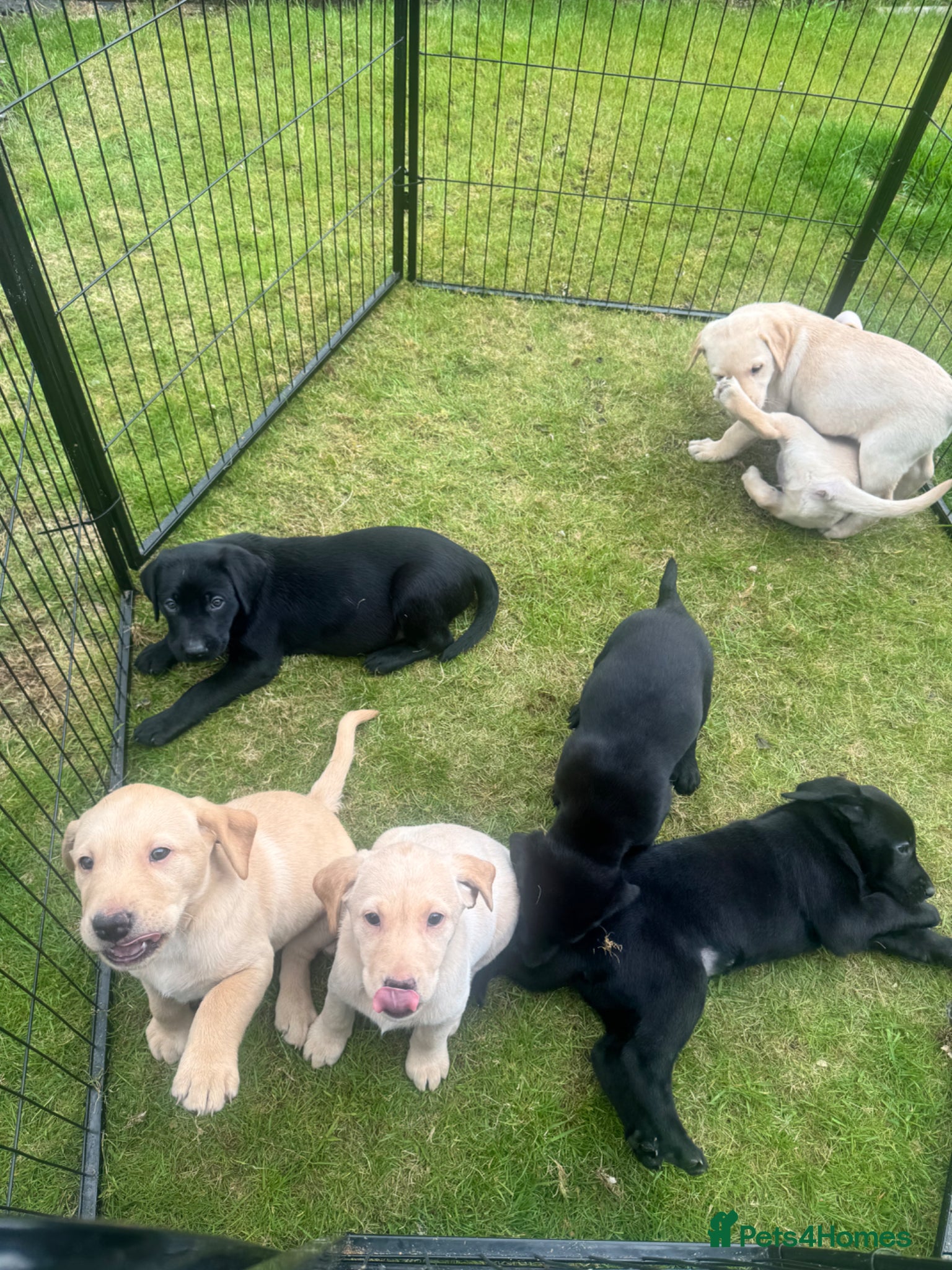 Labrador Retriever dogs Beautiful lab puppies - Advert 2