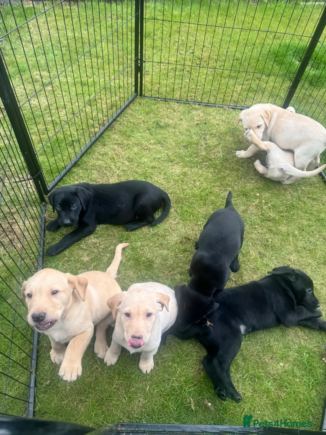 Labrador Retriever dogs for sale: Beautiful lab puppies in Auchterarder - Advert 1