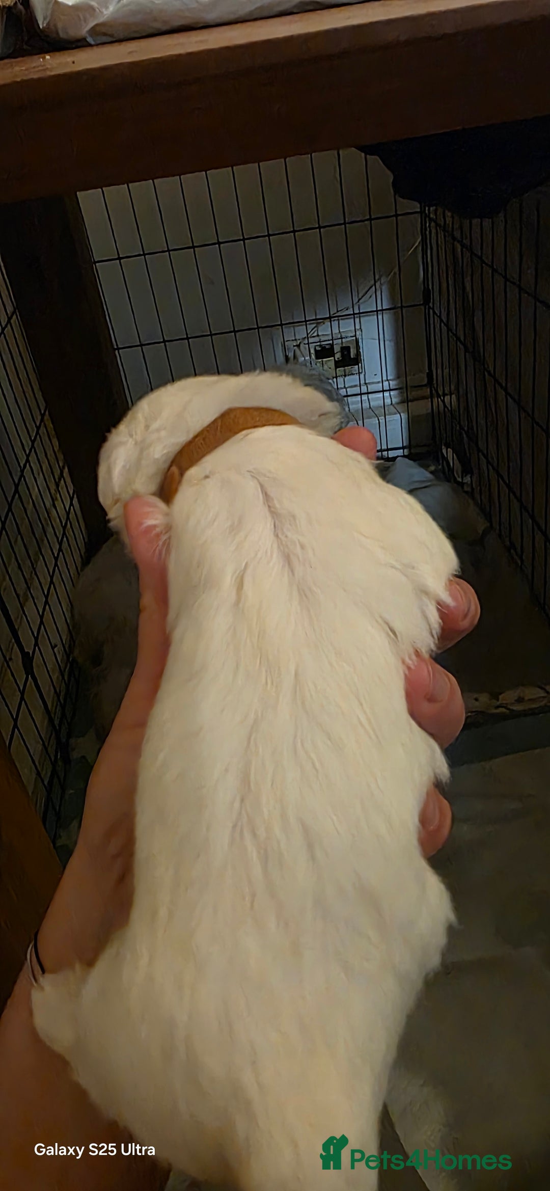 Maltese dogs for sale: Puppy maltese - Image 3
