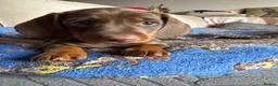 Miniature Dachshund dogs for sale: Short Haired Miniature Dachshund Puppies - Advert 8