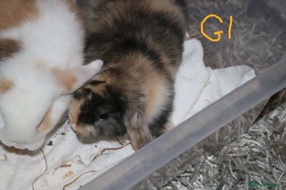 Mini Lop rabbits for sale: Mini Lop babies - Advert 7