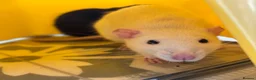 Rat rodents for sale: Two female fancy rats and their whole setup  - Advert 9