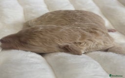 Cavapoo dogs for sale: Beautiful F1bb cavapoo pups - Image 15