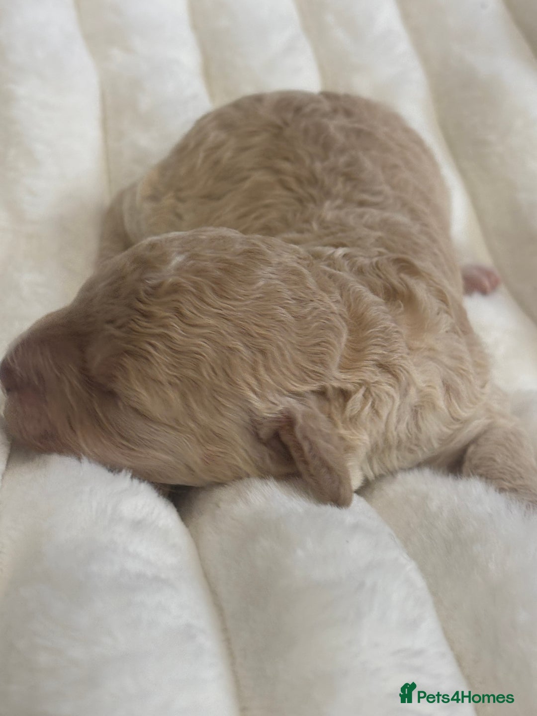 Cavapoo dogs for sale: Beautiful F1bb cavapoo pups - Image 15