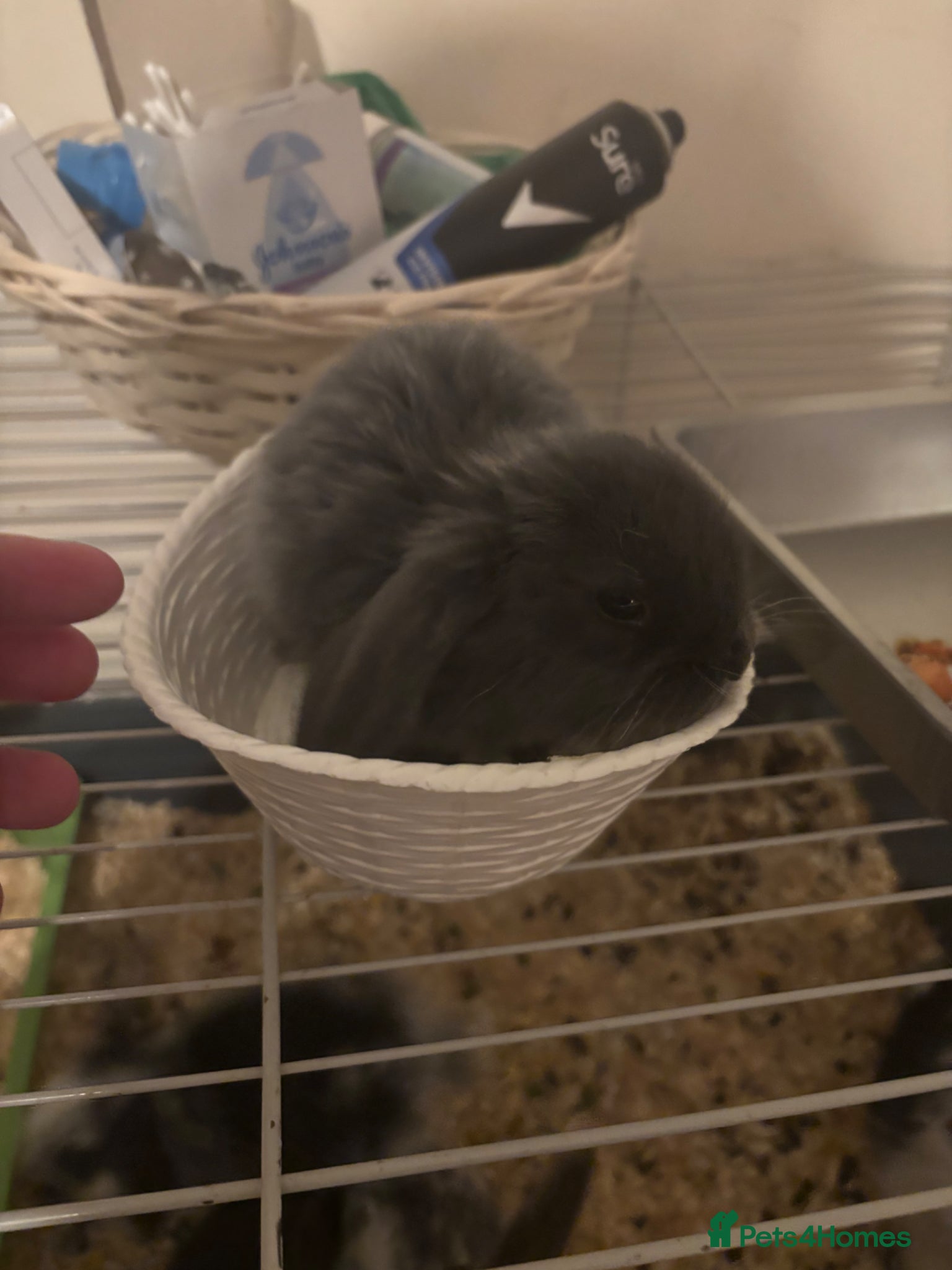 Mini Lop rabbits Baby mini lops  - Advert 1